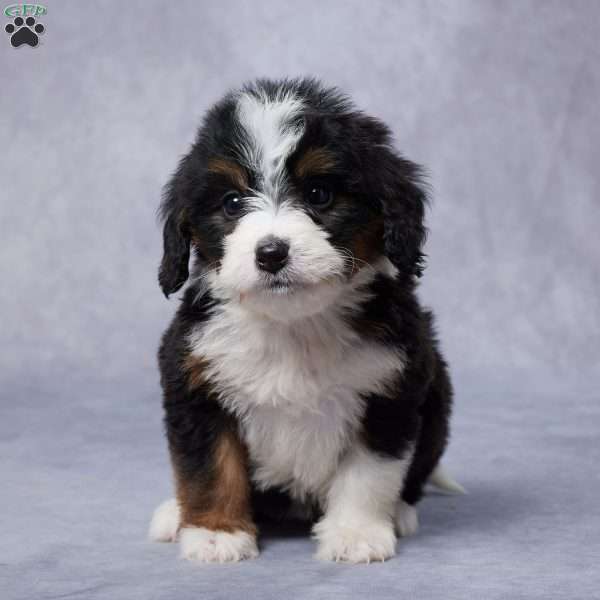 Cailyn, Mini Bernedoodle Puppy